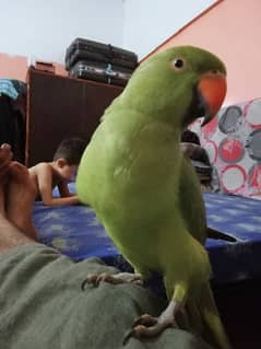 green ringneck only whistling hand tamed