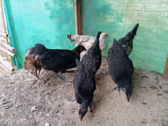 Misri  & Aseel Chicks Available