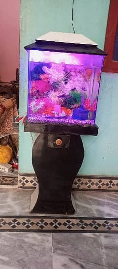 fish aquarium 0