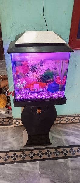 fish aquarium 2