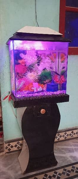 fish aquarium 3