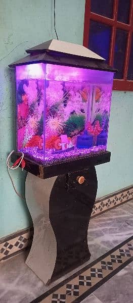 fish aquarium 4