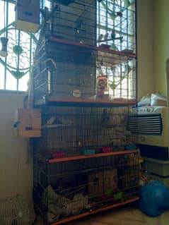 some cages and Love birds for sale in reasonable price