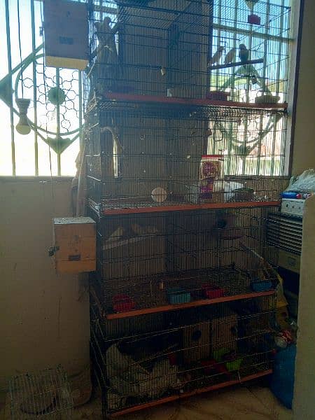 some cages and Love birds for sale in reasonable price 1