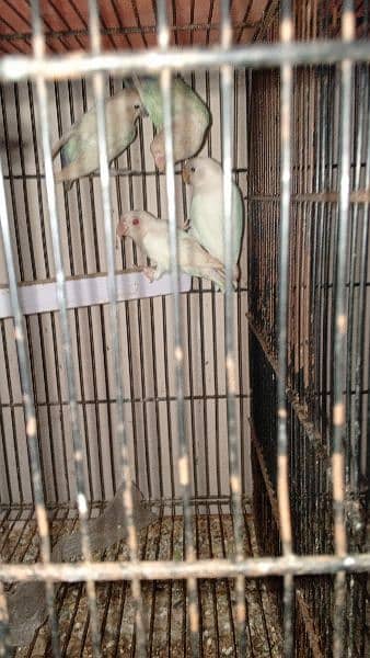 some cages and Love birds for sale in reasonable price 2