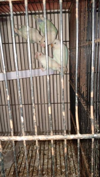 some cages and Love birds for sale in reasonable price 3