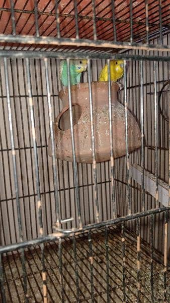 some cages and Love birds for sale in reasonable price 4