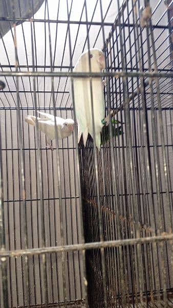 some cages and Love birds for sale in reasonable price 5