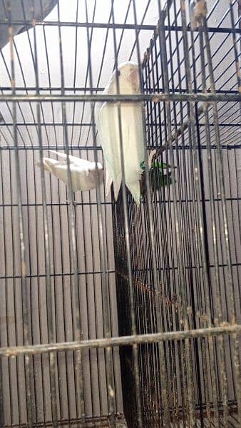 some cages and Love birds for sale in reasonable price 6