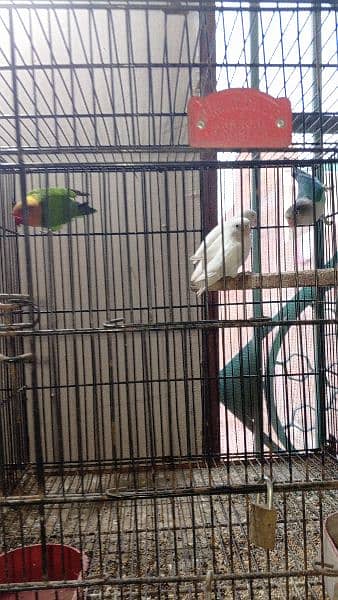 some cages and Love birds for sale in reasonable price 9