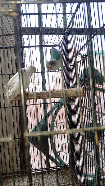 some cages and Love birds for sale in reasonable price 10