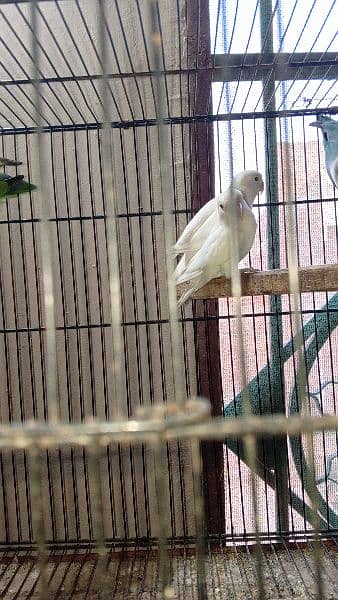 some cages and Love birds for sale in reasonable price 11