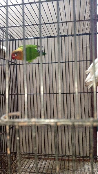 some cages and Love birds for sale in reasonable price 12