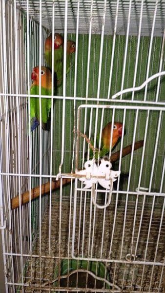 some cages and Love birds for sale in reasonable price 13