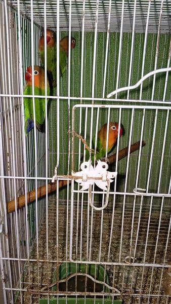 some cages and Love birds for sale in reasonable price 14