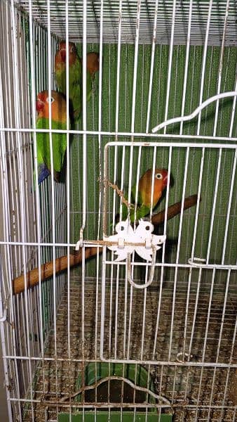 some cages and Love birds for sale in reasonable price 15