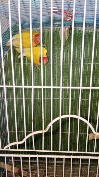 some cages and Love birds for sale in reasonable price 17