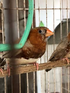 White Tail ,Red , Diamond Pied Dove , Finch mutation On The Line