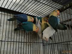 Quality love birds only 1300 se 1700 par piece