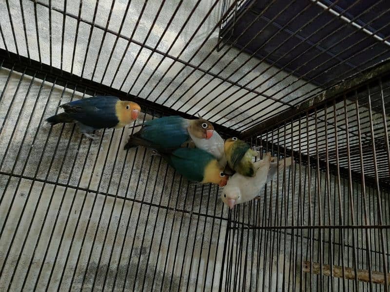 Quality love birds only 1300 se 1700 par piece 6