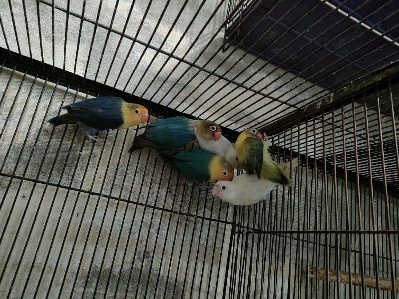 Quality love birds only 1300 se 1700 par piece 7