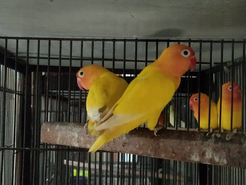 Quality love birds only 1300 se 1700 par piece 14