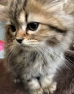 Persian cat babies m/f