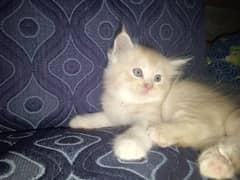 Kittens for Sale 2 months (you can buy one or all)