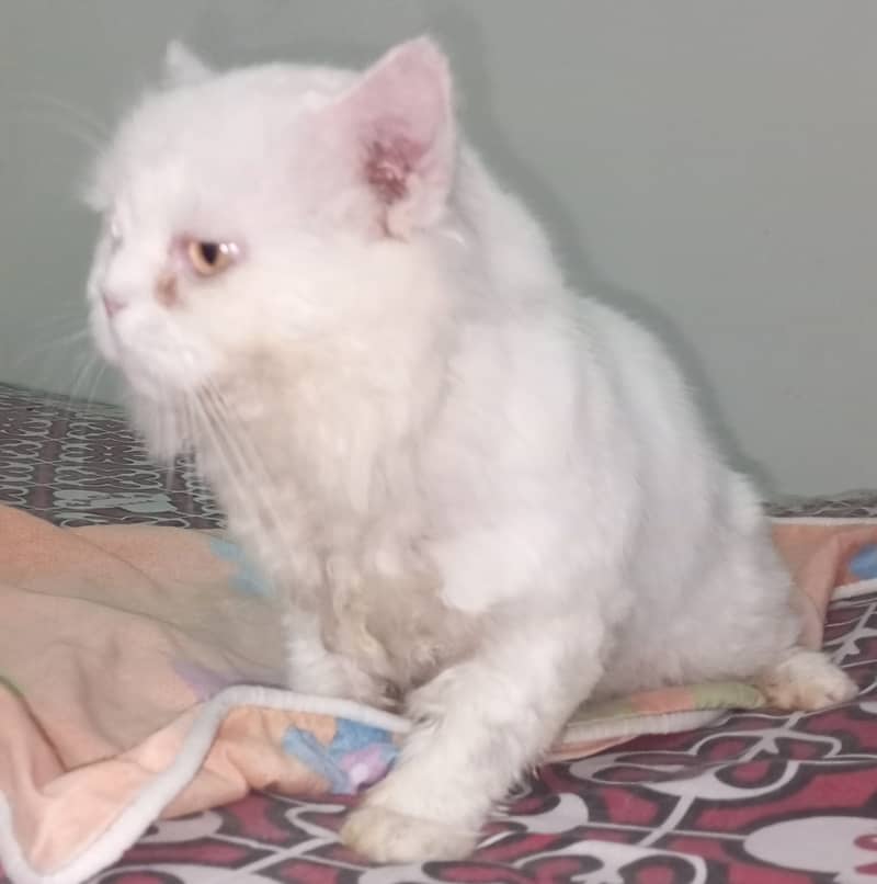 Persian cat for sale 1