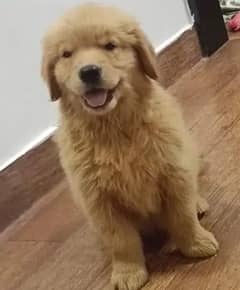 golden retriever puppy for sale