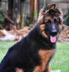 German Shepherd Pedigree Long coated Puppies 3.5 months