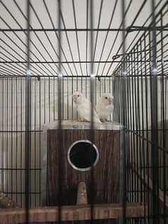 breeder pair