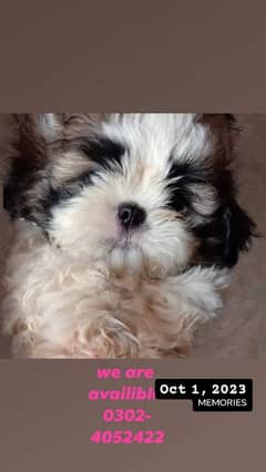 Shihtzu