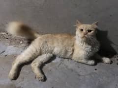 Two persian cats only in 10K