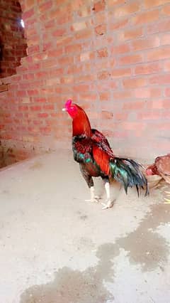 Lakha Breeder For sale