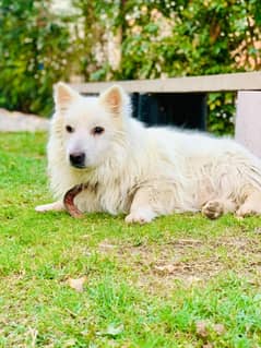 American Eskimo (Russian Dog) original pic