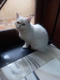 persian cat