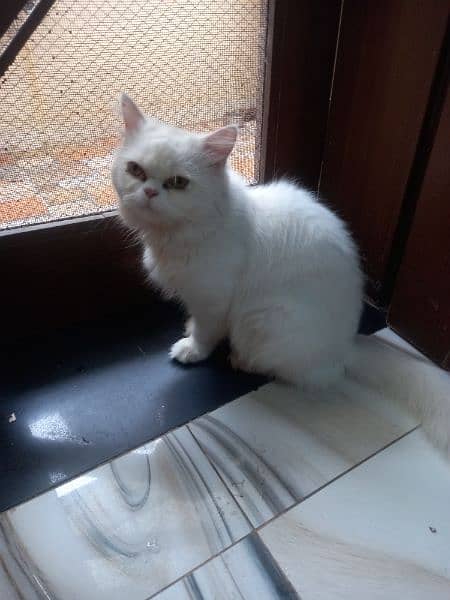 persian cat 0