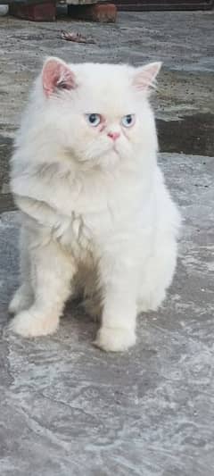 Persian male Cat