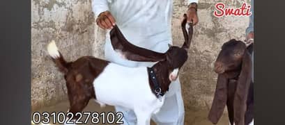 URGENT NEED HELPER FOR GOATS IN MALIR