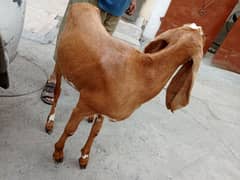 female brownish goat