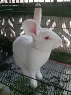 Newziland white Rabbit Male