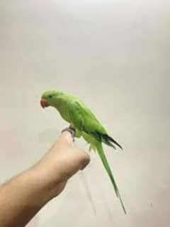 green ringneck semi handtamed | No bite