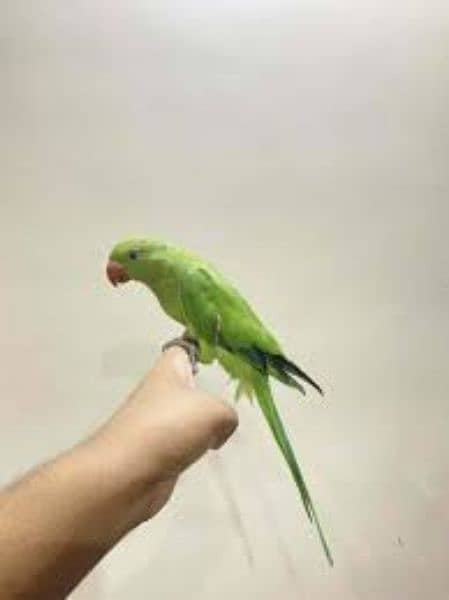 handtamed green ringneck parrots  | No bite 1