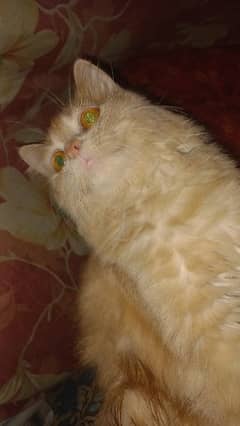 female Persian cat