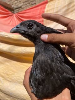 Ayam cemani Gury Tounge Female