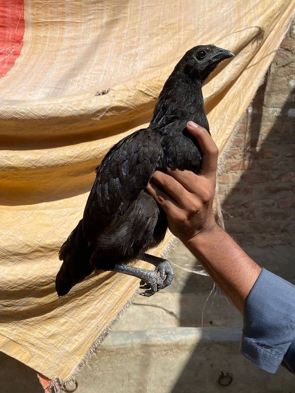 Ayam cemani Gury Tounge Female 1