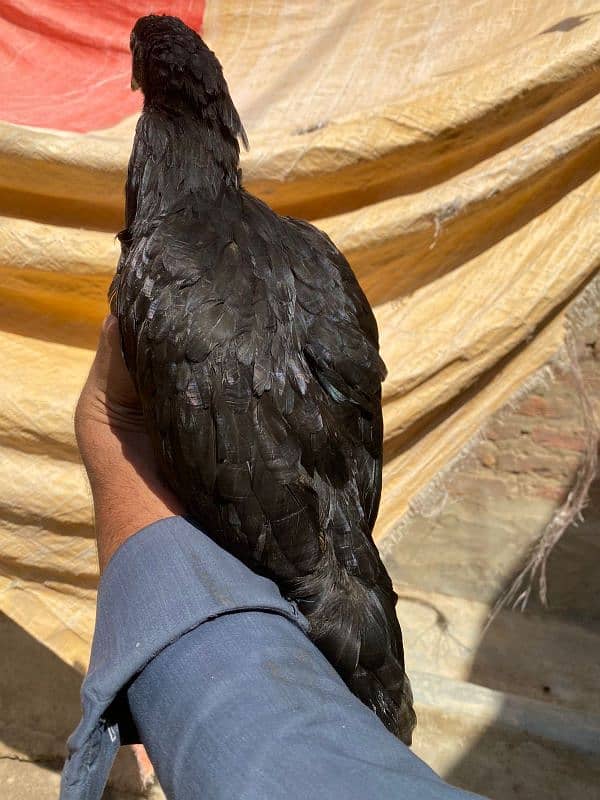 Ayam cemani Gury Tounge Female 2