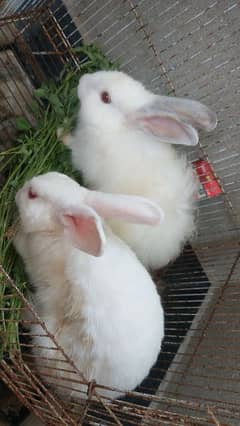 rabbit pair for sale