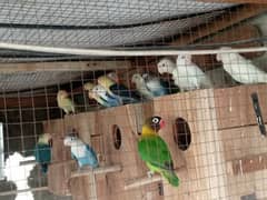 love birds for sale 1000per pice